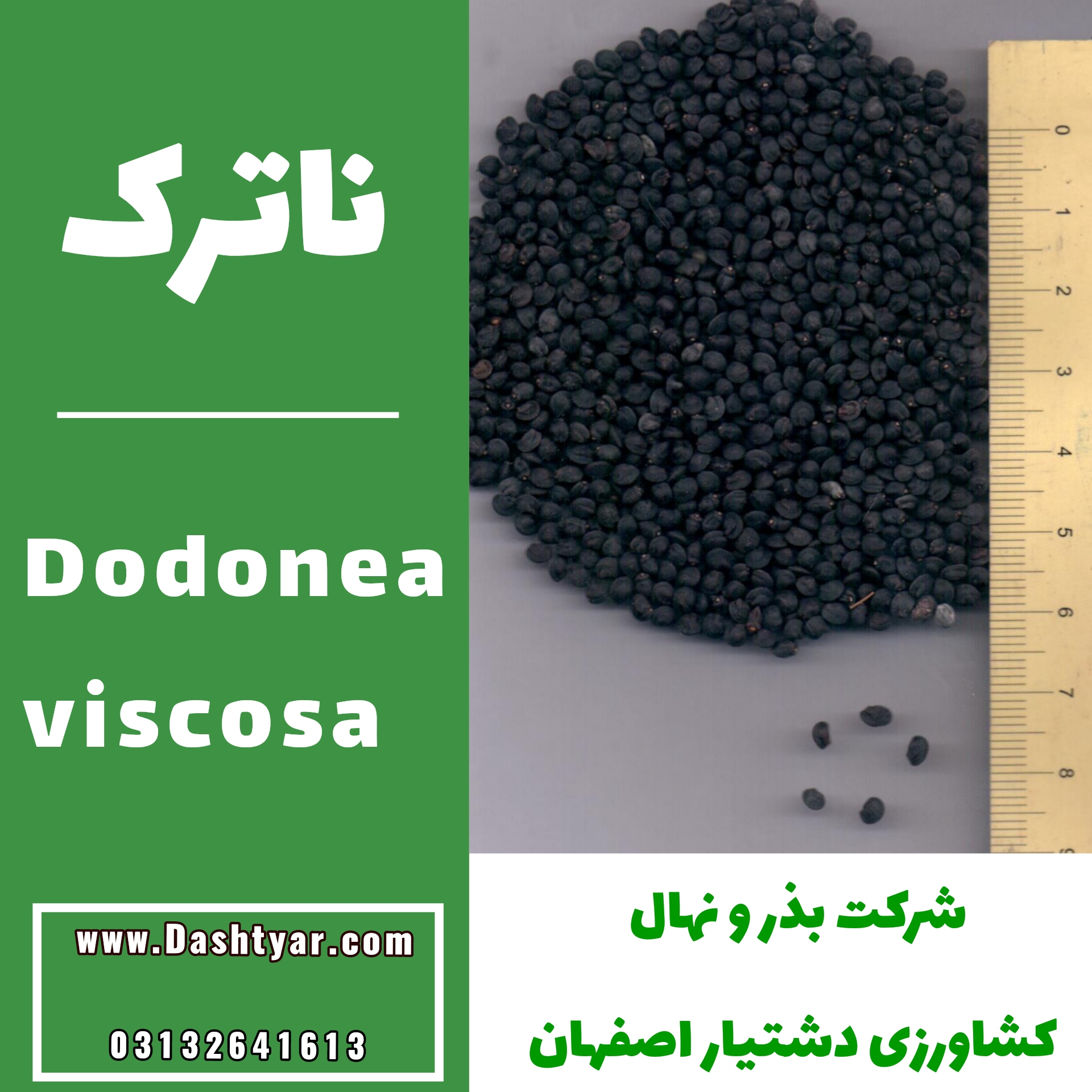 بذر ناترک dodonea viscosa