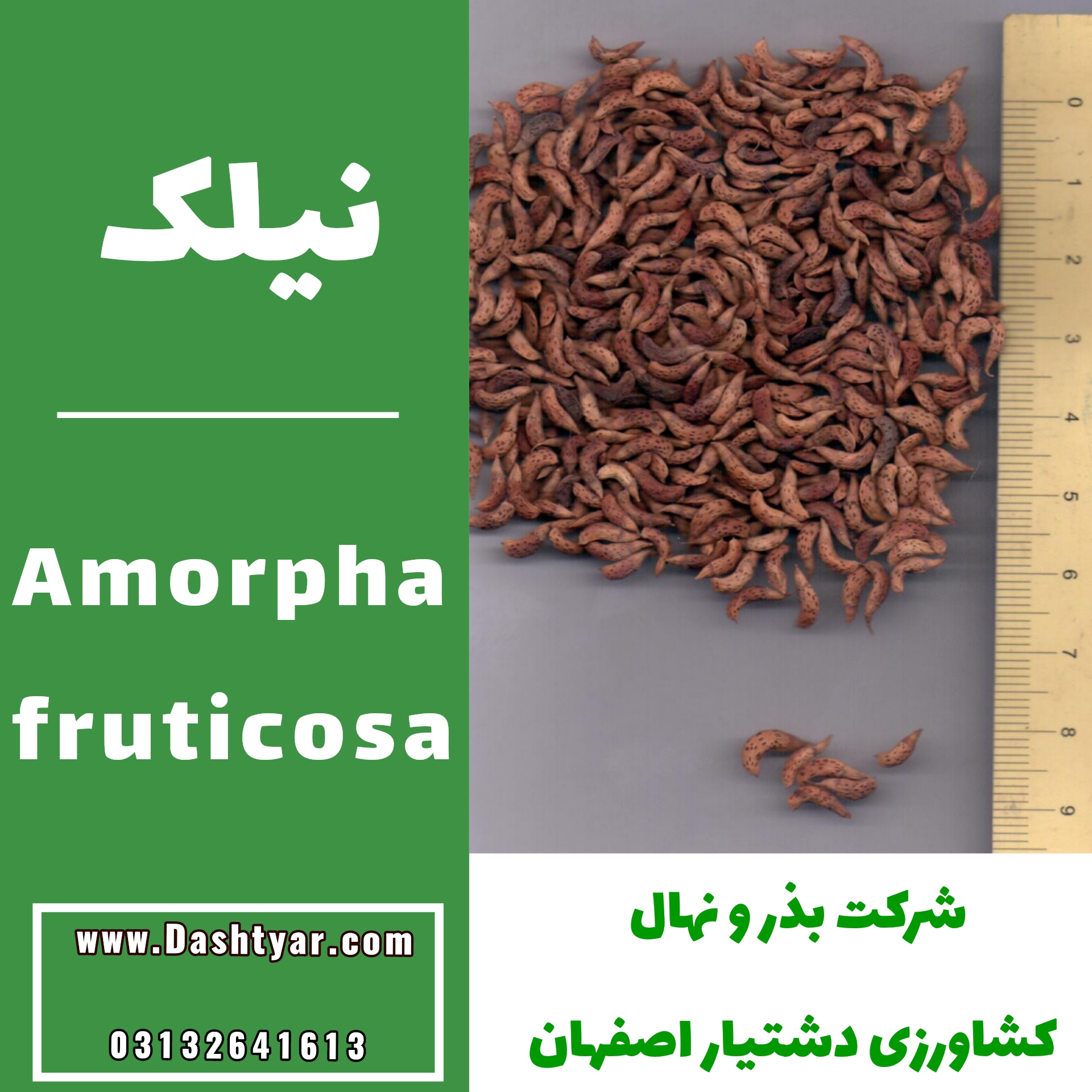 بذر نیلک amorpha fruticosa
