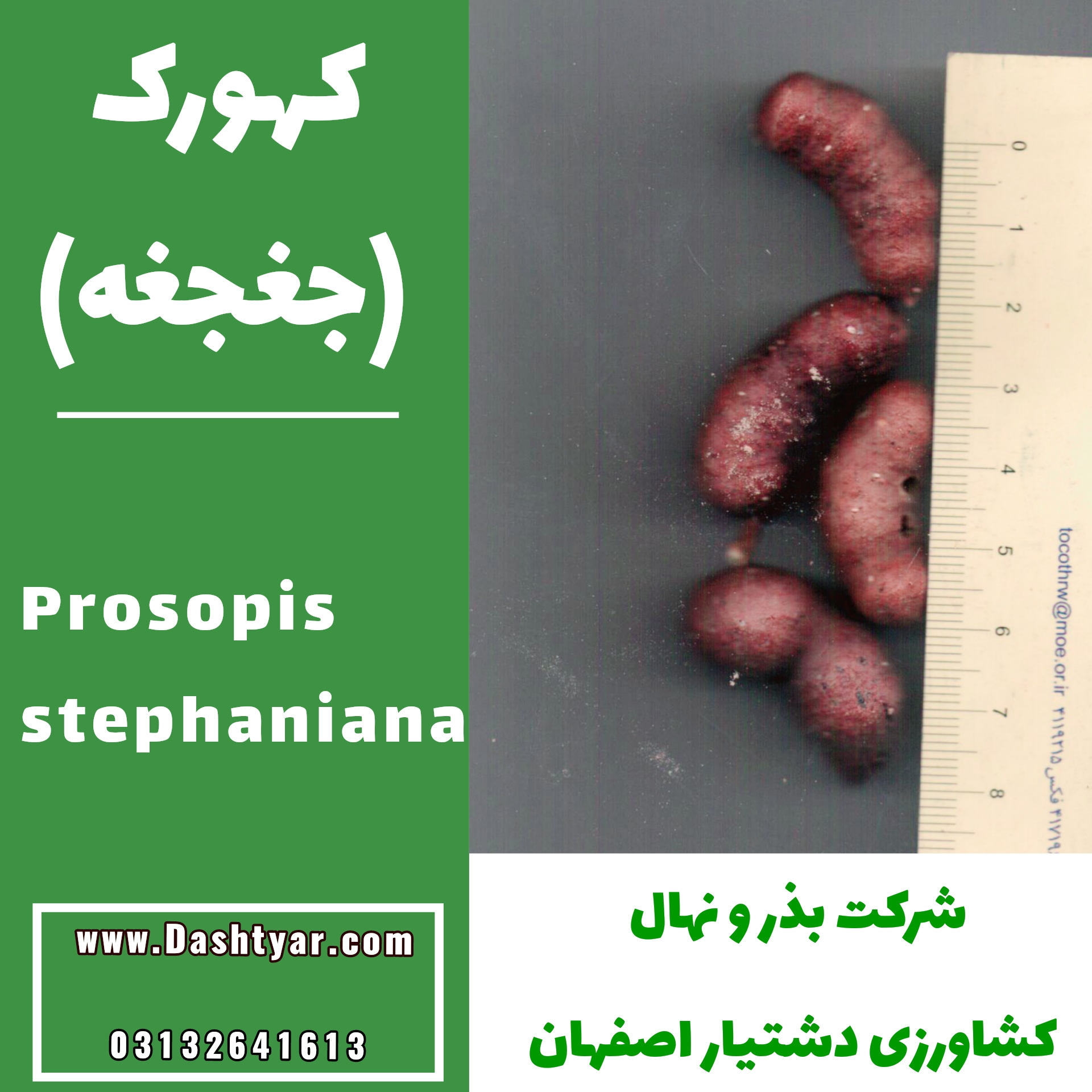 بذر کهورک(جغجغه)prosopis stephaniana