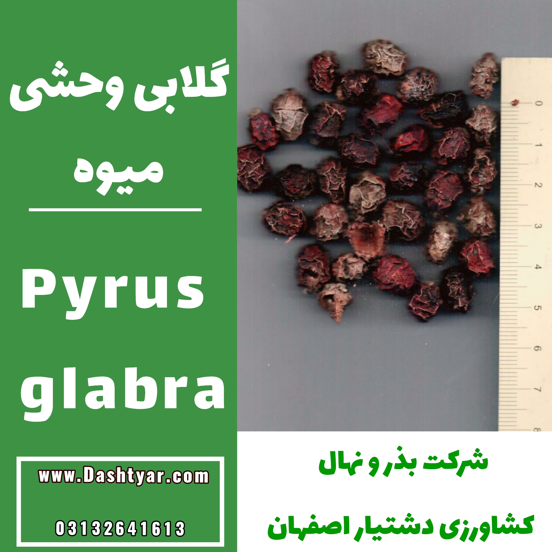 بذر گلابی وحشی pyrus glabra